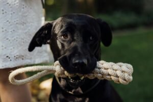 “Canine Communication: Understanding Your Dog’s Body Language”.